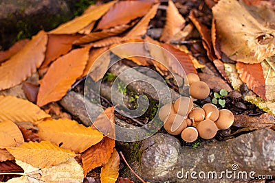 Small Mushrooms on Tree Roots Stock Photo