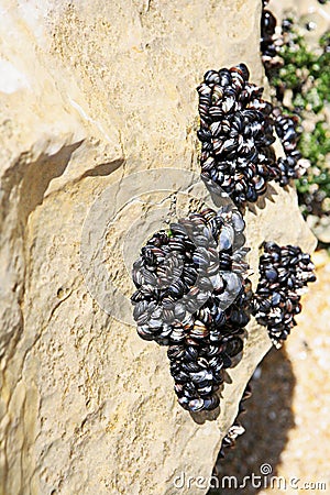 Small mussels on the stown Stock Photo