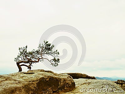 Small nature bonsai above deep misty valley full of morning heavy wisps of blue orange fog. Sandstone peaks increased from mist Stock Photo