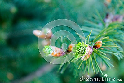 Small needles and green cones grow on spruce and pine among green needles in a park Stock Photo