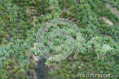 Small needles on larch. Gentle green color. Stock Photo