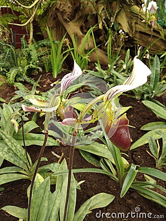 small nepenthe in the garden Stock Photo