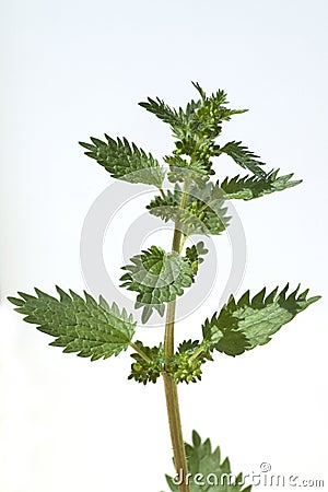 Small nettle; Urtica urens Stock Photo