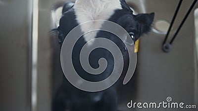 Small newborn cow sniffing camera licking in barn close up. Calf living in stall Stock Photo