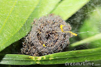 Small, newly hatched wolf spiders Stock Photo