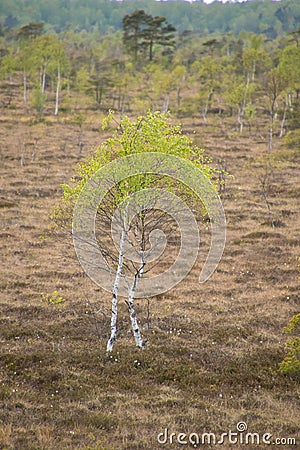 Small newly planted tree in a dry grassy field in Lithuania on a gloomy day Stock Photo