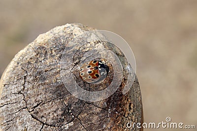 Small nice lady bug on brown branch Stock Photo