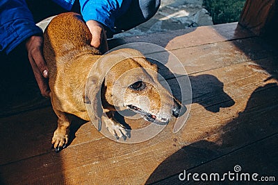 A small nimble hunting red cute dachshund dog Stock Photo