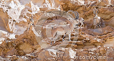 Nubian Ibex herd in the Arava, Negev, Israel Stock Photo