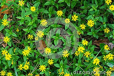 Small numerous yellow flowers filling the background forest flowers Stock Photo