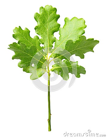 Small oak tree Stock Photo