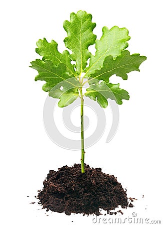 Small oak tree Stock Photo