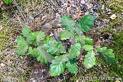 Small oak tree seedling. Young trees growing in the forest undergrowth Stock Photo