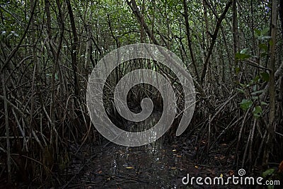A small opening deep in the Florida mangroves Stock Photo
