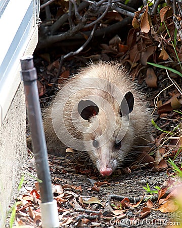 Young possum next to a house sprinkler in foreground Stock Photo