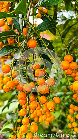 Small orange fruit grows on the side of the road Stock Photo