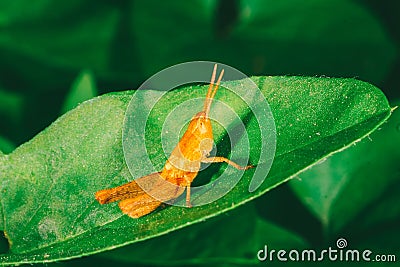 Small orange grasshopper sits on a green leaf Stock Photo