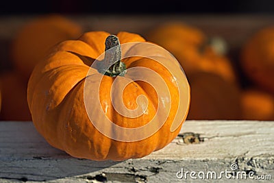 Small orange pumpkin with selective focus Stock Photo