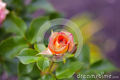 Small orange rose Bud with beautiful bokeh Stock Photo