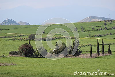 Small orchard among large areas of fields with cereal plantations Stock Photo