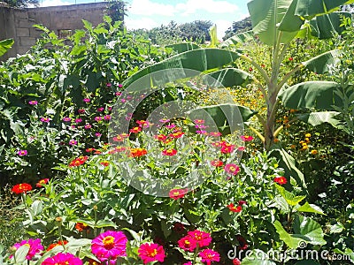 Small orchard planted with bananas, eggplants and many zinnias Stock Photo