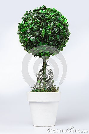 Small ornamental shrub in white pot on white. Stock Photo