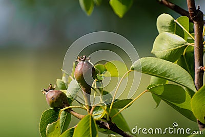 Small ovaries of pear fruit on a young william pear tree in orchard, flowers has just turned into fruit, pyrus communis Stock Photo