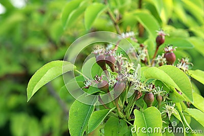 Small ovaries of pear on a tree branch. Pear branch with young fruits ovaries. Stock Photo