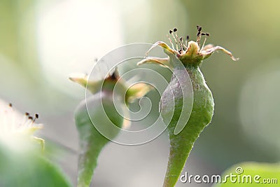 Small ovaries of pear on a tree branch in spring garden Stock Photo