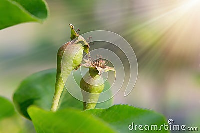 Small ovaries of pear on a tree branch in spring garden Stock Photo