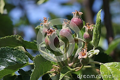 Small ovaries of pear on a tree branch. Pear branch with young fruits ovaries. Spring time in the orchard. Stock Photo