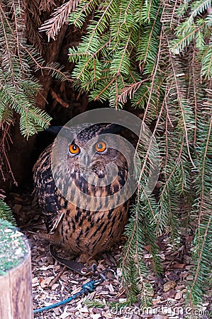 Small owl portrait under the tree, orange eyes, wildlife animal nature photo Stock Photo
