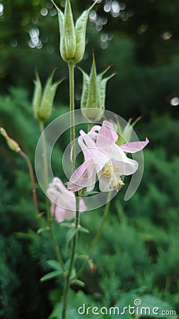 Small pale pink bell like garden flower Stock Photo