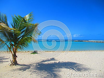 A small palm tree on the white sand beach in front of the heavenly turquoise sea Stock Photo