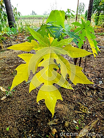 Small papaya leaves Yellow flowers and green Stock Photo