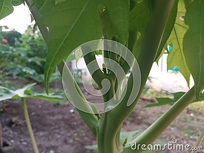 Small papaya plants have green leaves Stock Photo