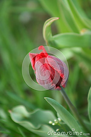 A small parrot tulip in the garden Stock Photo