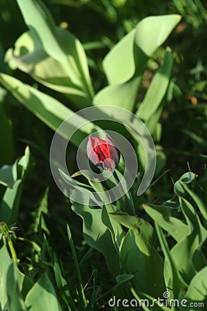 A small parrot tulip in the garden Stock Photo
