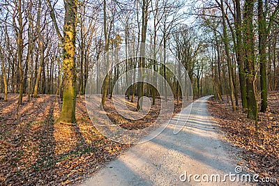 Path in a dry forest at sunset Stock Photo