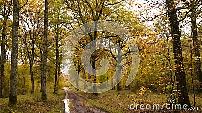 Small path in the undergrowth in a beautiful forest in the north of France Stock Photo