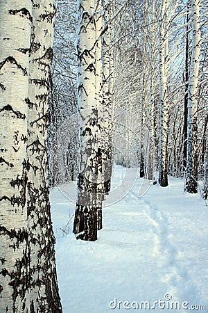 Small path in winter birch wood Stock Photo