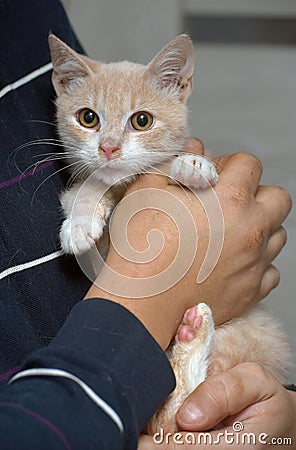 Peach and white cat in hands with snot. feline rhinotracheitis Stock Photo