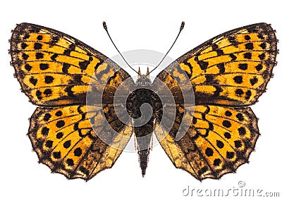 Small pearl-bordered fritillary butterfly isolated Stock Photo