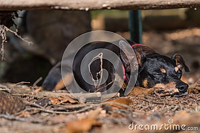 Small pedigree dog in the forest - pinscher Stock Photo