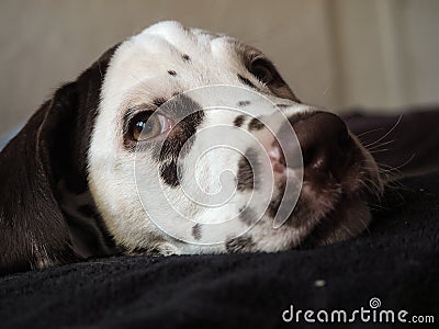 Small peek of a young Dalmatian breed puppy. Stock Photo