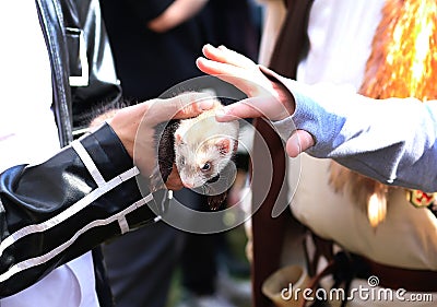 Small pet, weasel, caress in hands, child's hand stroking the animal Stock Photo