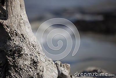 Small piece of petrified porous driftwood on the beach in Jekyll Island, GA Stock Photo