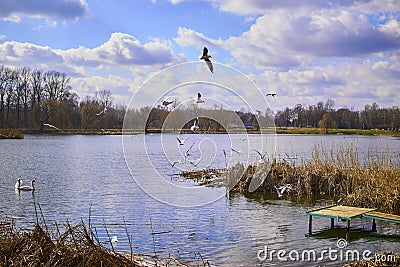 Small pier on the lake, in the background swans Stock Photo