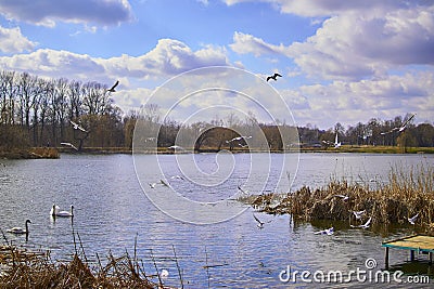 Small pier on the lake, in the background swans Stock Photo