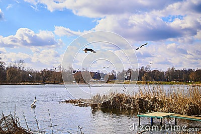 Small pier on the lake, in the background swans Stock Photo